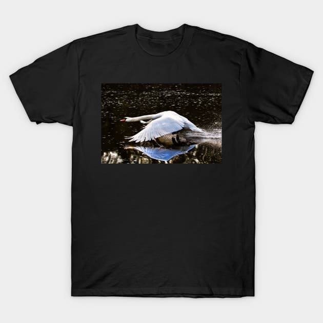 Mute Swan in flight T-Shirt by Violaman